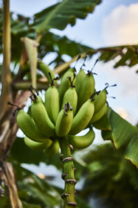 Bananas